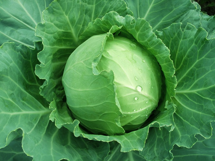 cabbage exporter bangladesh cabbage
