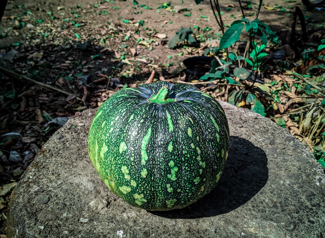 pumpkin pumpkin