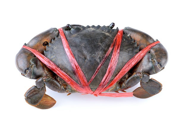 live mud crabs from bangladesh live mud crabs exporter in bangladesh